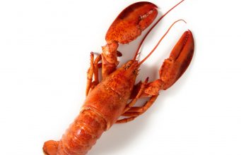 Lobster
