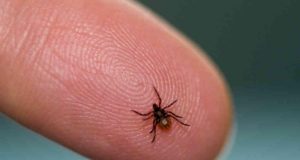 Seminar On Lyme Disease