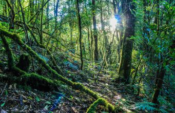 Miller Woods Nature Preserve