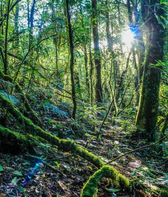 Miller Woods Nature Preserve