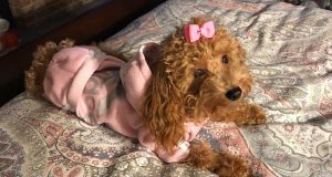 Emotional Support Poodle Missing In Slippery Rock