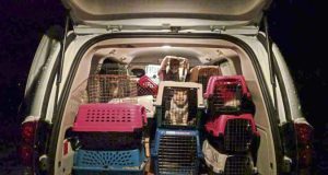 42 Cats & A Dog Removed From A Slippery Rock House
