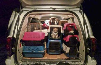 42 Cats & A Dog Removed From A Slippery Rock House