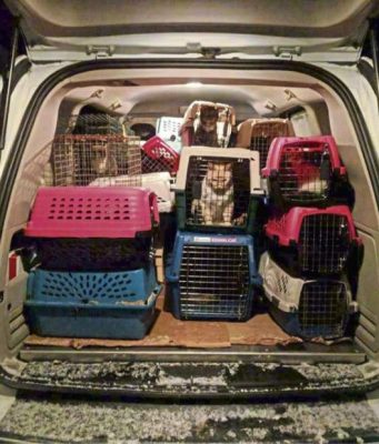 42 Cats & A Dog Removed From A Slippery Rock House